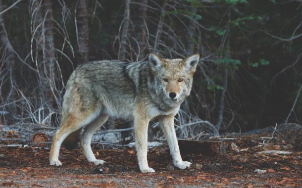 Naukowcy: europejscy łowcy epoki lodowcowej jadali mięso wilków