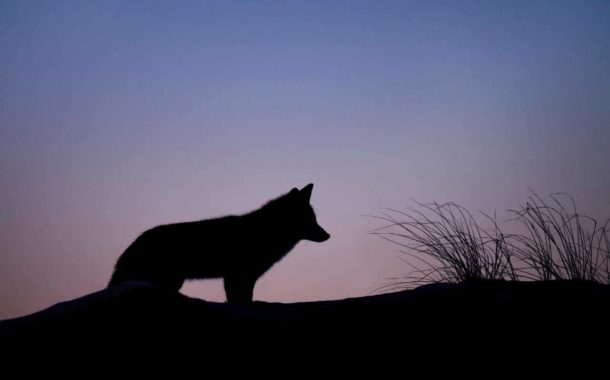 Krok po kroku do ochrony wilka i co z tego wynikło