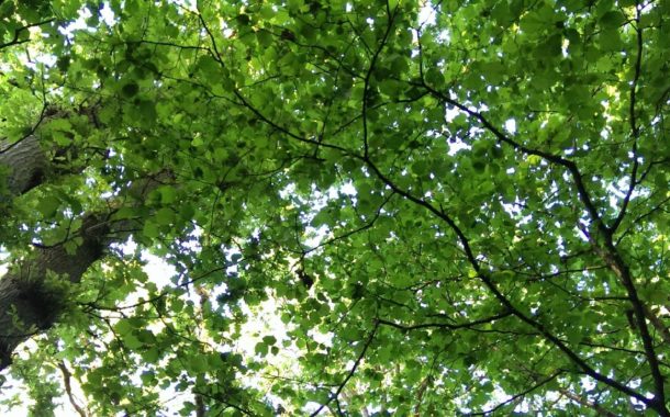 Zwarte korony drzew „kapsułą czasu” chroniącą runo leśne przed zmianami klimatu