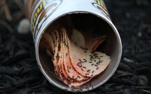 Pułapka czy dom? Naukowcy o mrówkach i śmieciach
