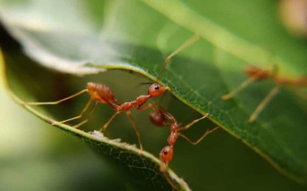Naukowcy: mrówki „dezynfekują” zwłoki swoich sióstr przed ich zjedzeniem