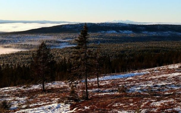 Ostatni taki las. Zielona Wstęga Gór Skandynawskich