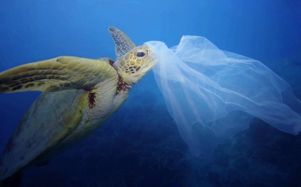 Ludzkie śmieci – globalny problem zwierząt małych i dużych