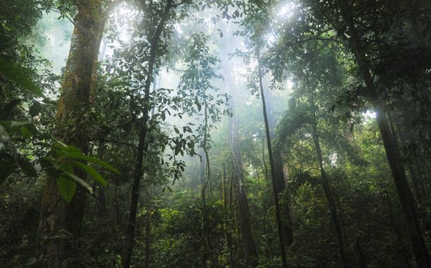 Ekologia i  puszcza amazońska