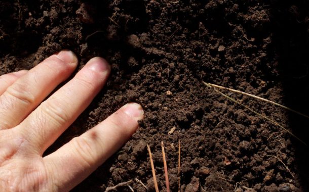 Rośliny i bakterie mogą oczyszczać glebę z zanieczyszczeń ropopochodnych