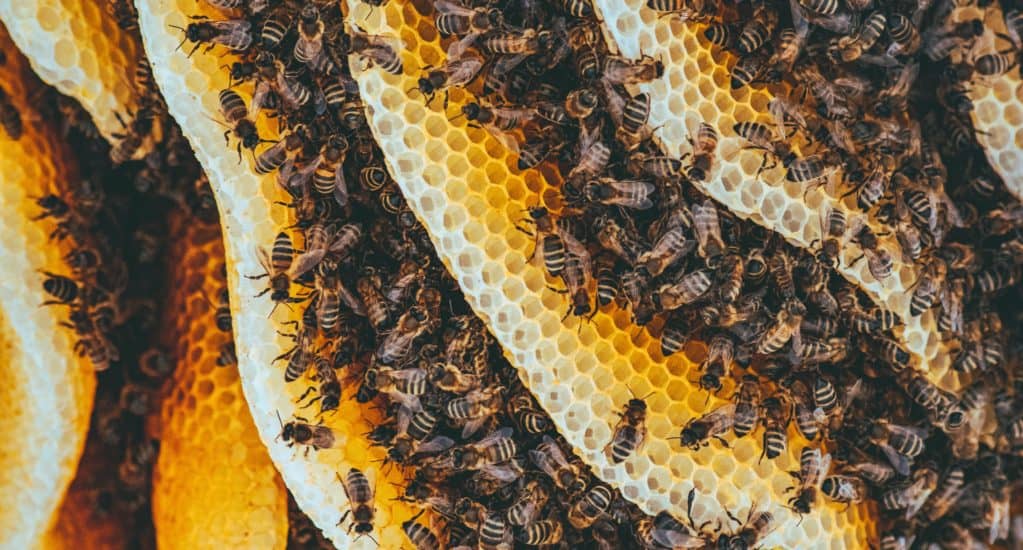 Ciekawostki o pszczołach