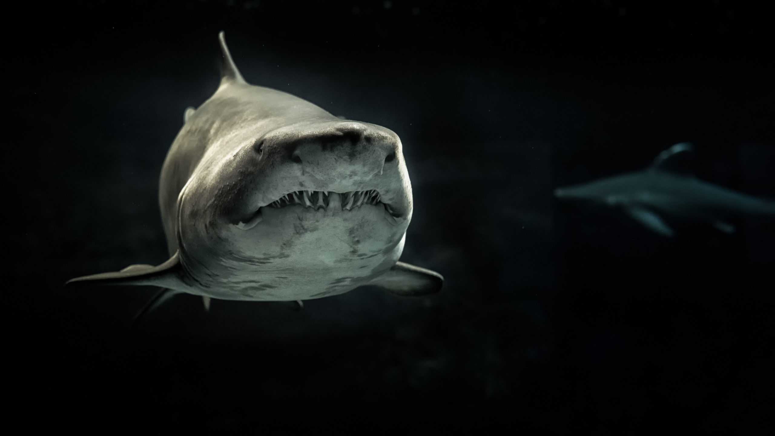 Cele mai faimoase 5 mituri și fapte necunoscute despre rechini