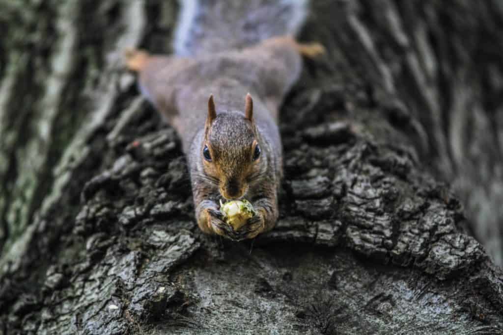 co jedzą wiewiórki
