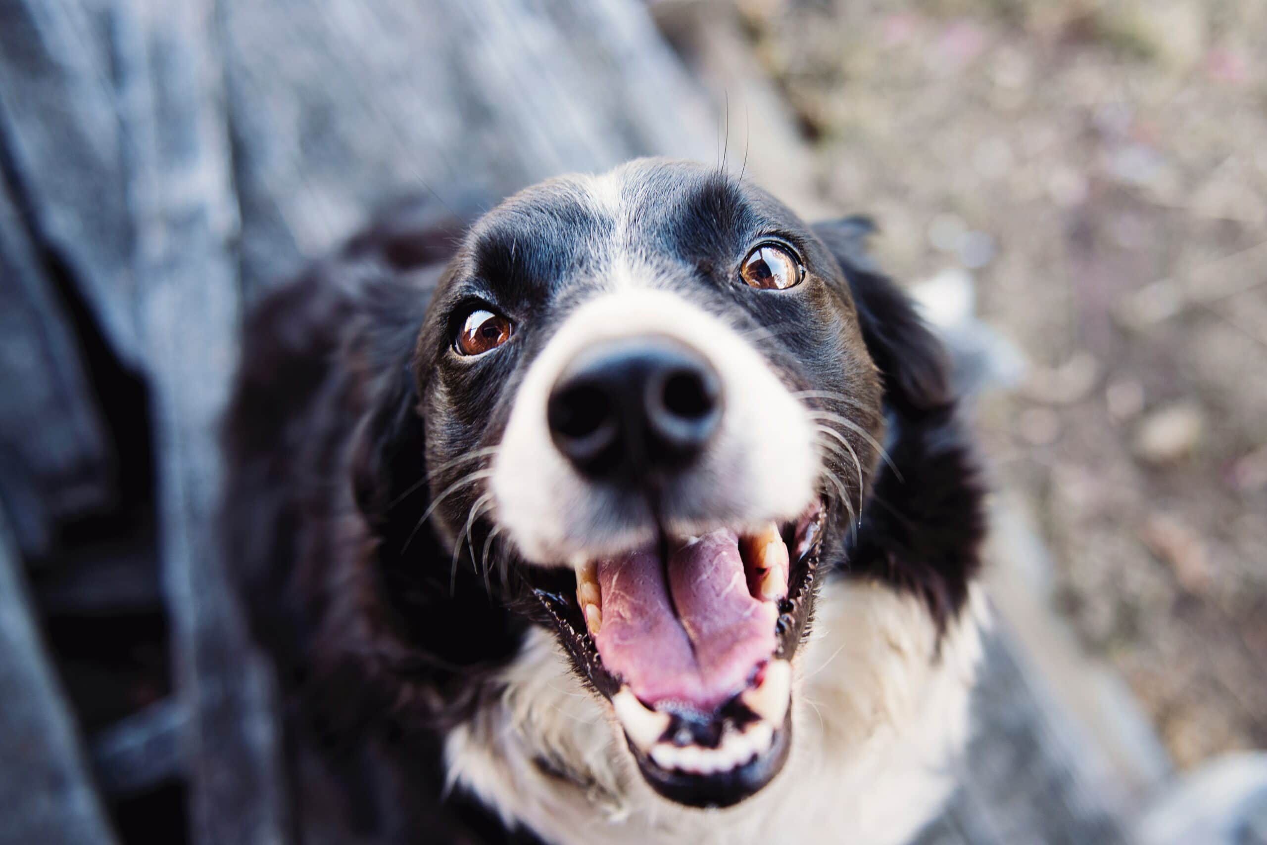 ¿Tu perro llora de emoción?  – Me gusta la ciencia