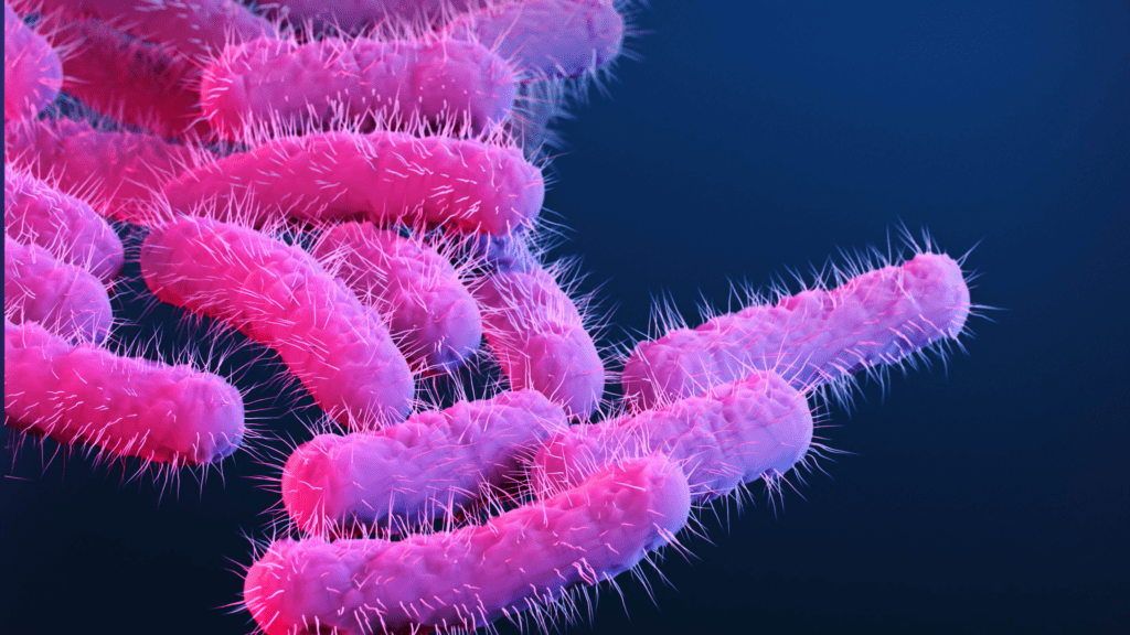 dobre bakterie w organizmie człowieka