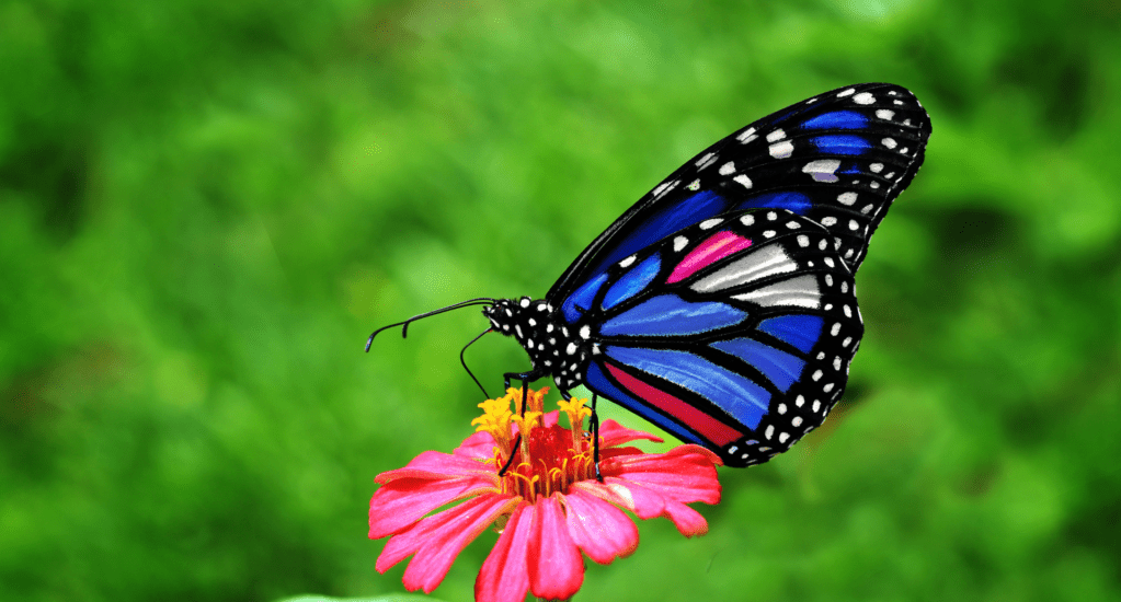 ciekawostki o motylach