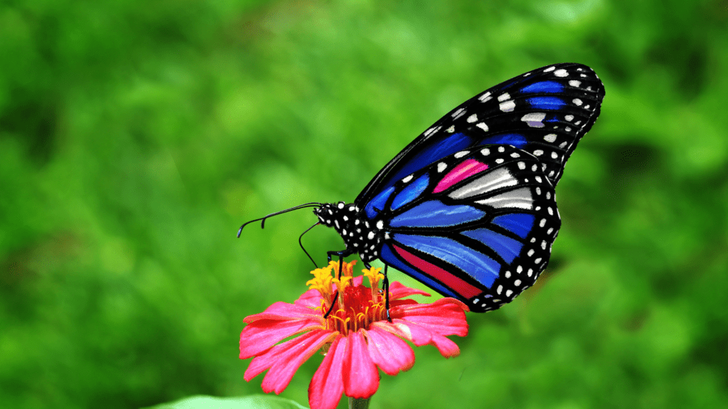 ciekawostki o motylach