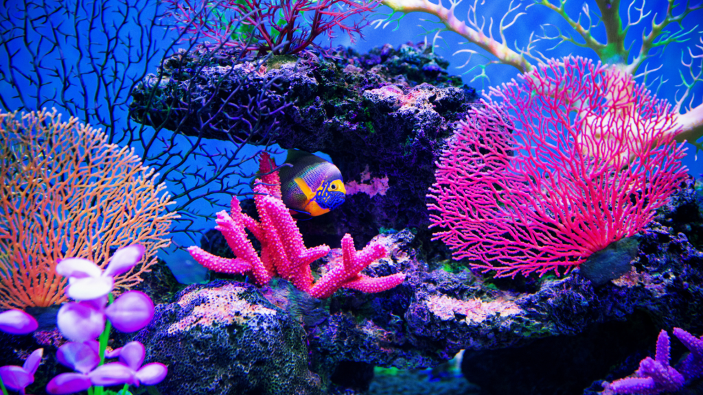 koralowce